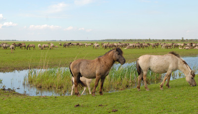 Uitwerking